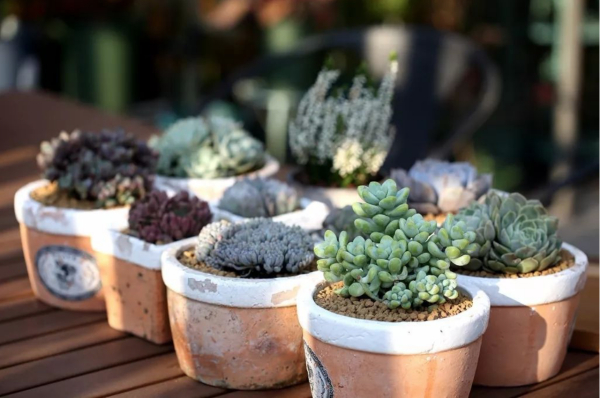 家庭园艺，一种新的生活方式 