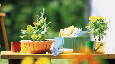 买盆花回去就是家庭园艺？打造爱绿之城，上海要做哪些功课